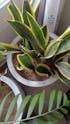 Sansevieria Trifasciata Laurentii Snake Plant