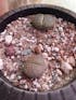 Lithops Lesliei var. Venteri Living Stone Succulent Plant