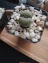 Lithops Aucampiaes Living Stone Succulent Plant
