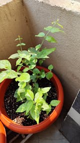 Jasminum Sambac Madan Mogra Plant