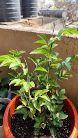 Kamini Murraya Paniculata Plant