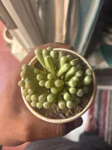 Frithia Pulchra Succulent Plant