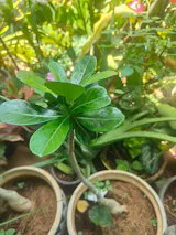 Pinstripe Candy Adenium Plant