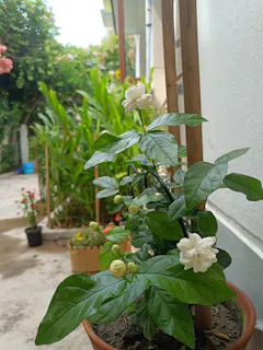 Review picture