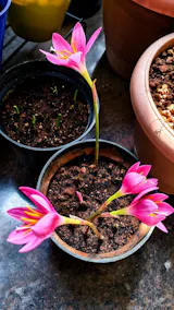 Rain Lily 'Sulphurea' (Bulbs)