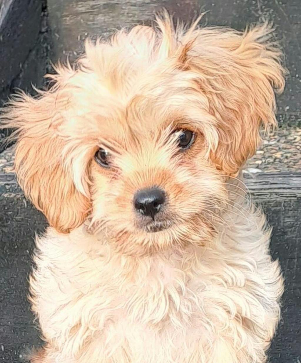 allinoneshampoo for cavoodles Gentle wash for puppies & dogs