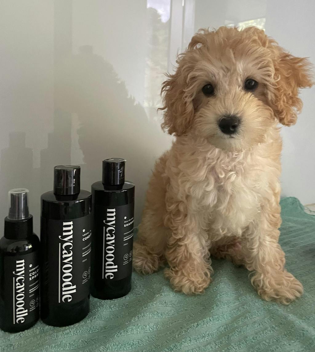 Cavoodle Shampoo, Conditioner & Cologne