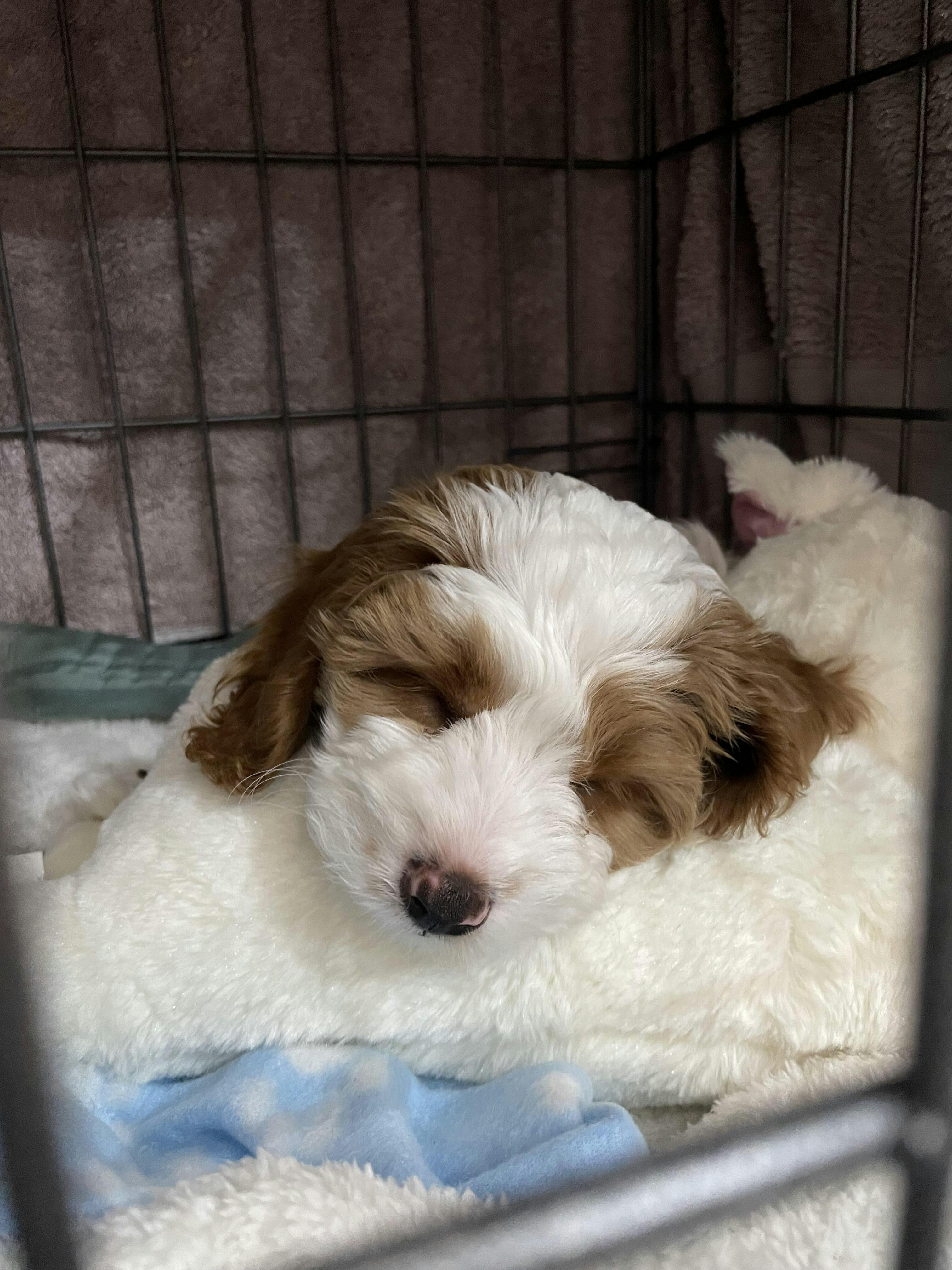 Cavoodle Grooming Starter Kit shampoo conditioner brushes