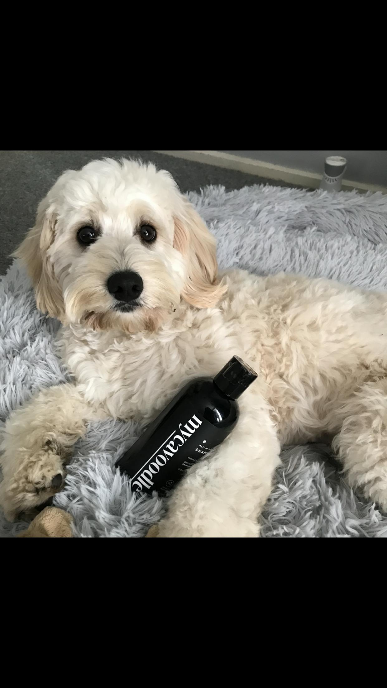 allinoneshampoo for cavoodles Gentle wash for puppies & dogs