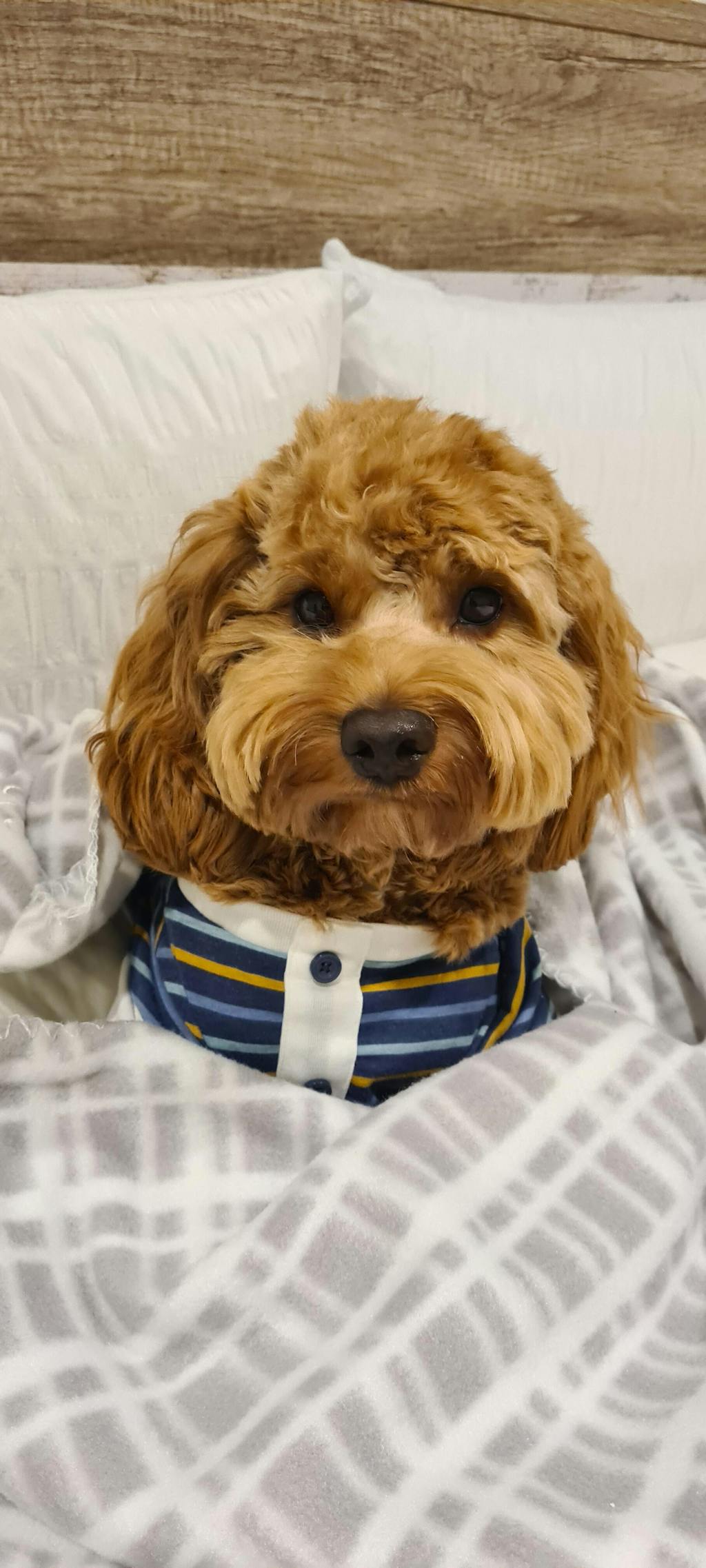 allinoneshampoo for cavoodles Gentle wash for puppies & dogs