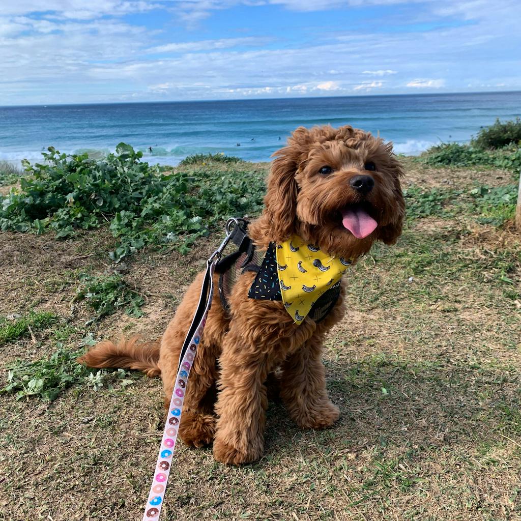 allinoneshampoo for cavoodles Gentle wash for puppies & dogs