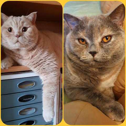 Vitalpilz - Beratung für Tiere (NUR Deutschland!)