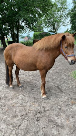 Vitalpilz - Beratung für Tiere (NUR Deutschland!)