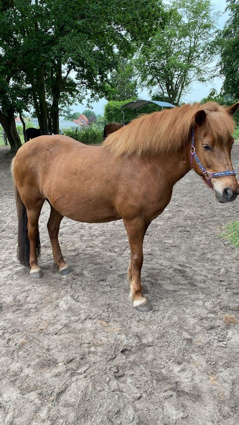 Vitalpilz - Beratung für Tiere (NUR Deutschland!)