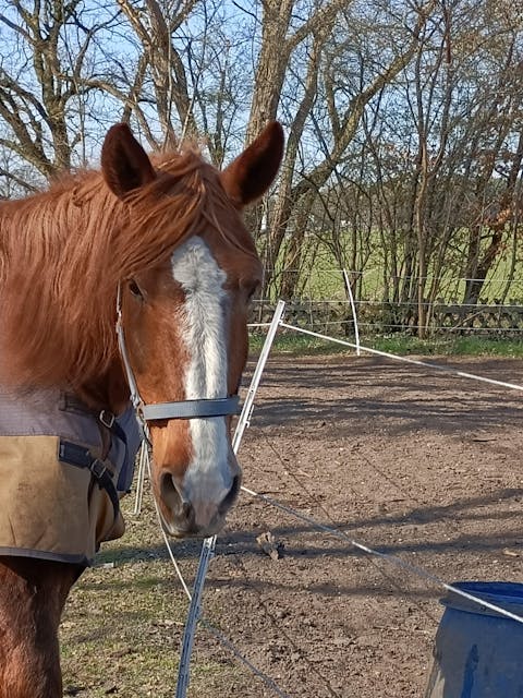 Vitalpilz - Beratung für Tiere (NUR Deutschland!)