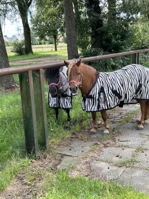 Vitalpilz - Beratung für Tiere (NUR Deutschland!)