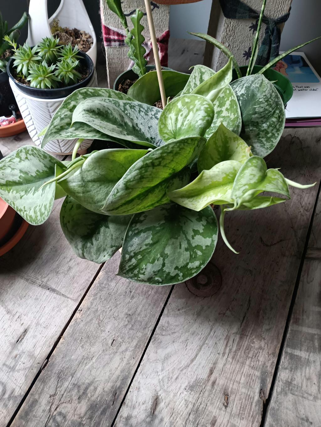 Silver Satin Pothos - Scindapsus Pictus