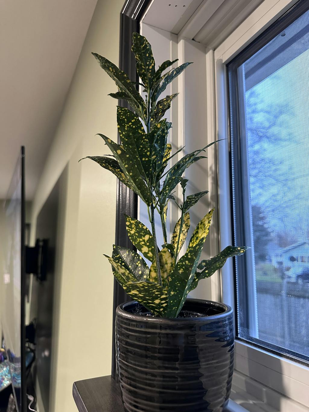 Mygreenscape | Buy Plants Online