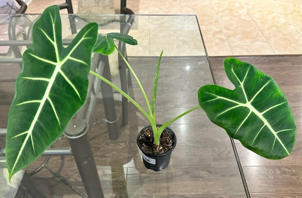 Alocasia Frydek - Alocasia Micholitziana