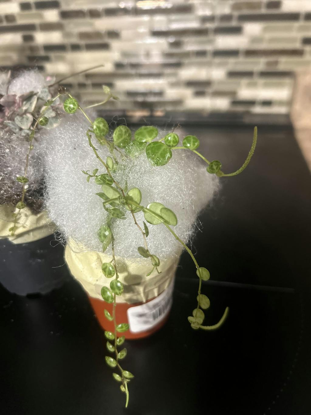 String of Turtles - Peperomia Prostrata