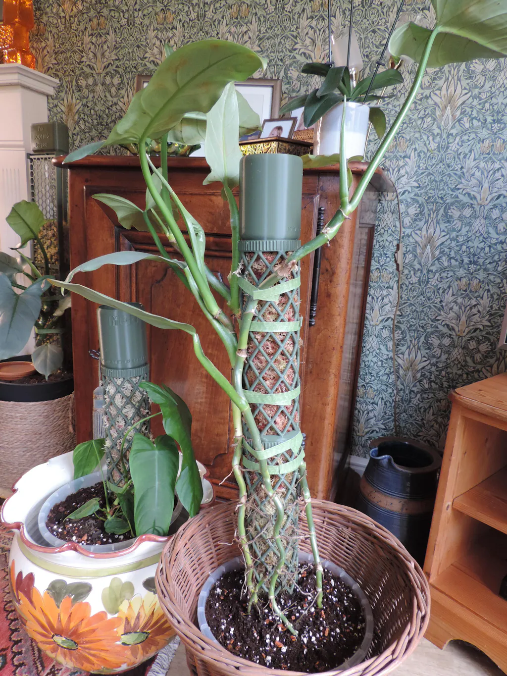 XXL Moss Pole - Extensions - 26 cm long, 8 cm diameter – Mythos3Design