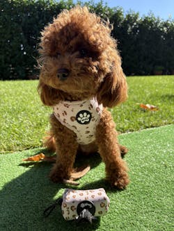 Pettorina Beige Safari