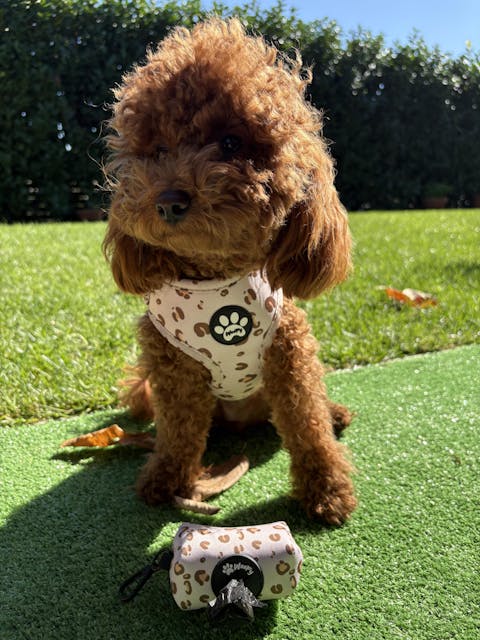 Pettorina Beige Safari