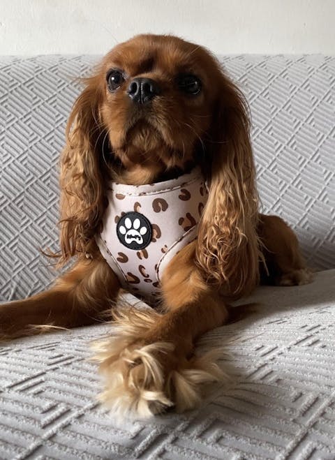 Pettorina Beige Safari