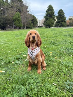 Pettorina Beige Safari