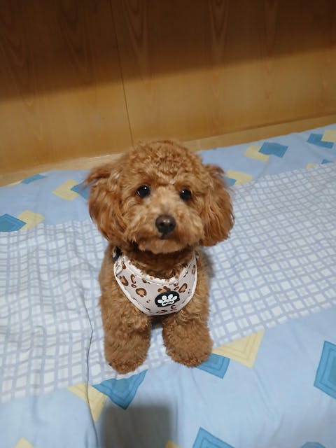 Pettorina Beige Safari