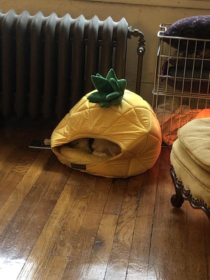 Tj Maxx Banana Bed For Humans NANDOG Cactus Pet Bed In Green