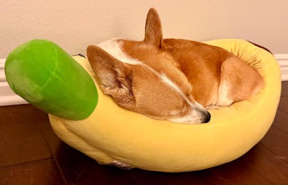 Kitten Bed NANDOG Crown Cozy Round Bed In Royal Light Gray Prive