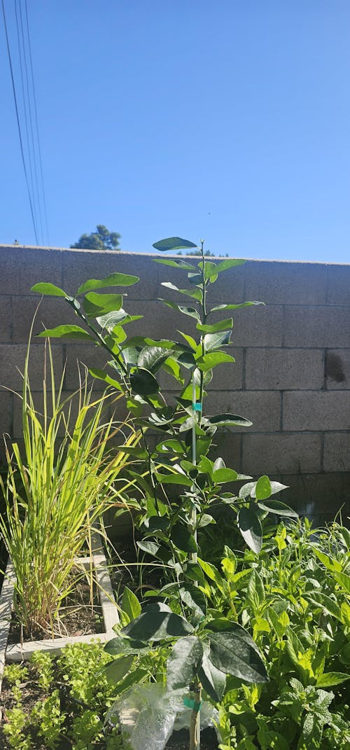 Persian 'Bearss' Lime Tree