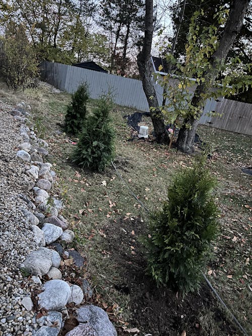 Thuja Green Giant Trees