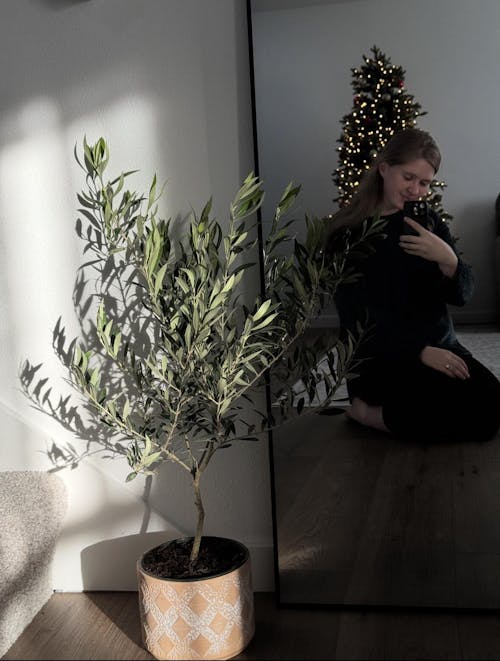 Arbequina Olive Tree