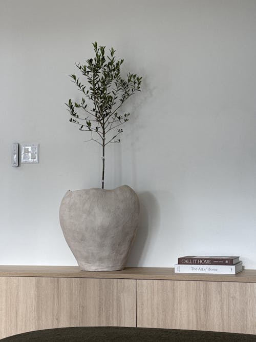 Arbequina Olive Tree