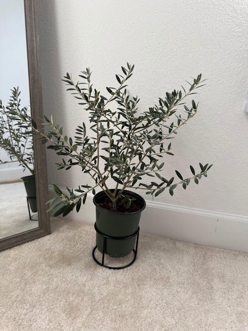 Cold Hardy Avocado Tree