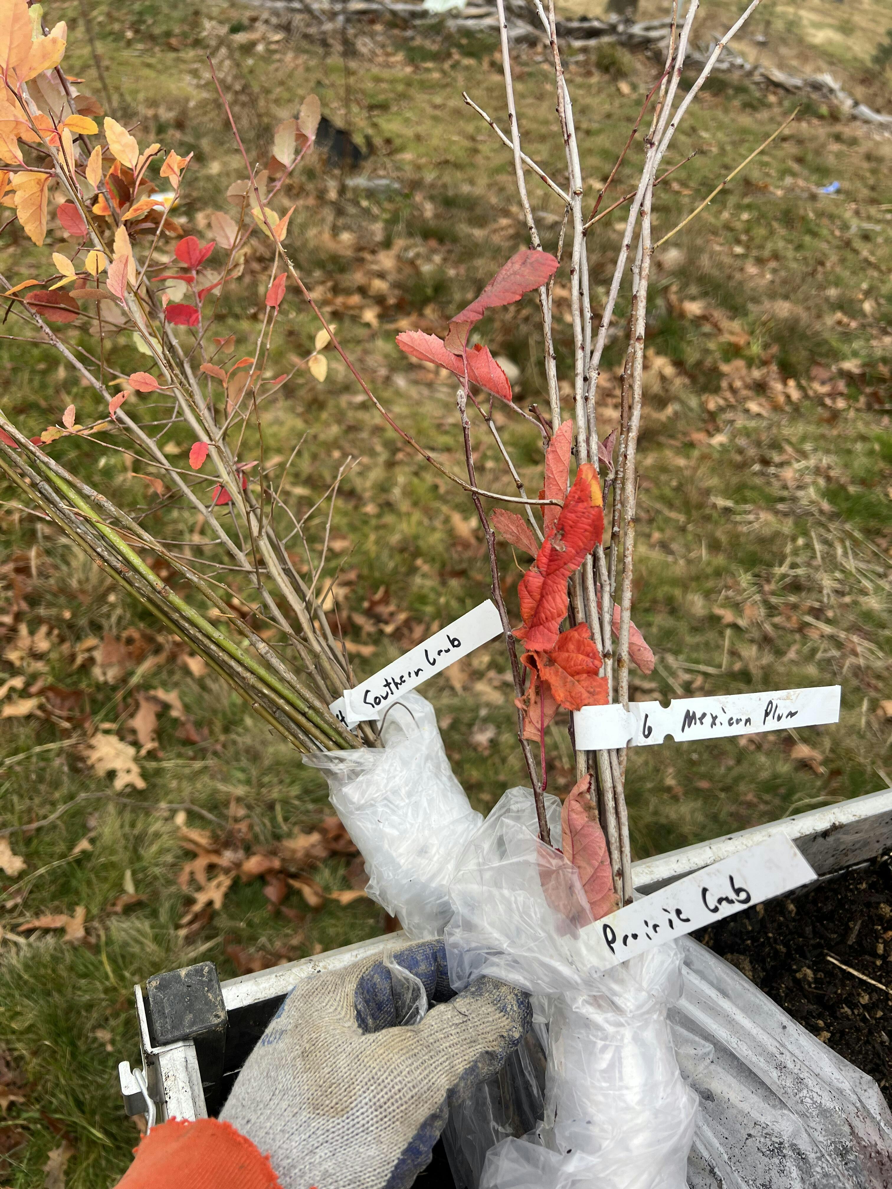 Southern Crab Apple Seedlings for Sale Nativ Nurseries