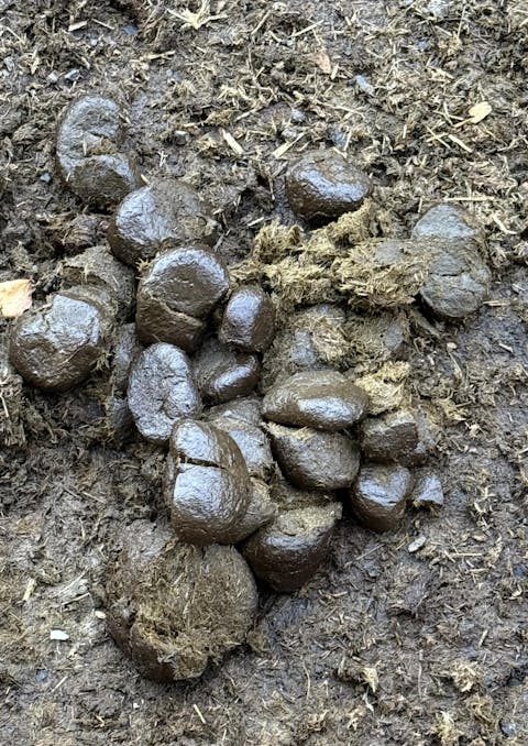 Equibalance BiomeSupport