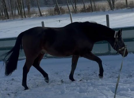 Equibalance BiomeSupport