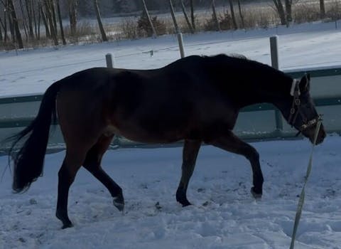 Equibalance BiomeSupport