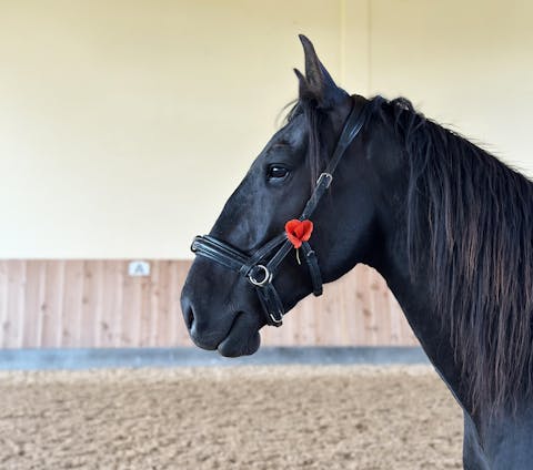 Equibalance BiomeSupport