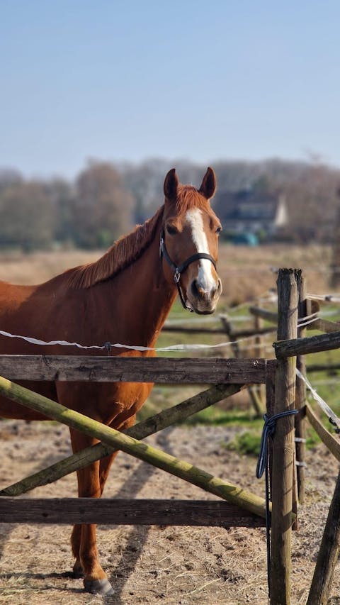 Equibalance GastricRelieve