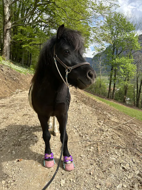 Equibalance BiomeSupport