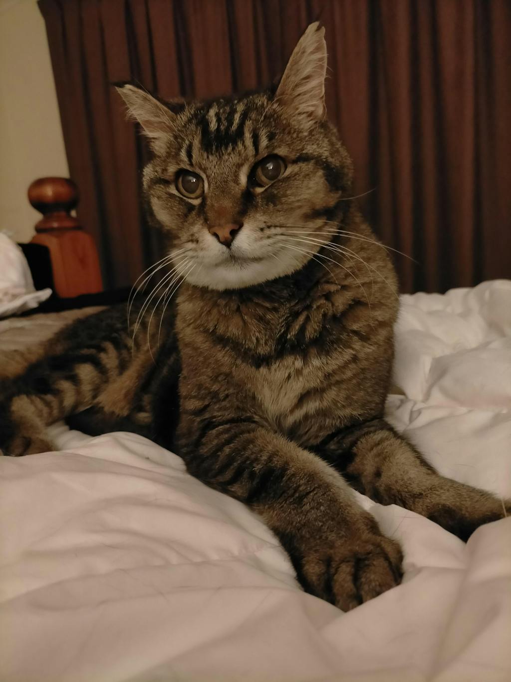 Hyperthyroid Support Herbal Tincture for Cats 100ml Natural Pet Supplements Australia