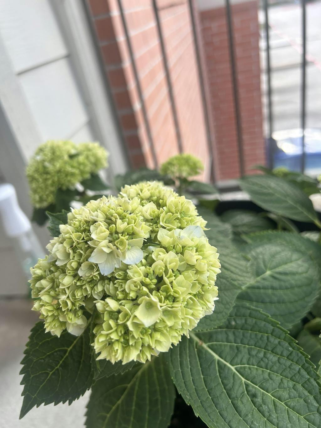 Toy Soldier™ Oakleaf Hydrangea | Buy at NatureHills.com