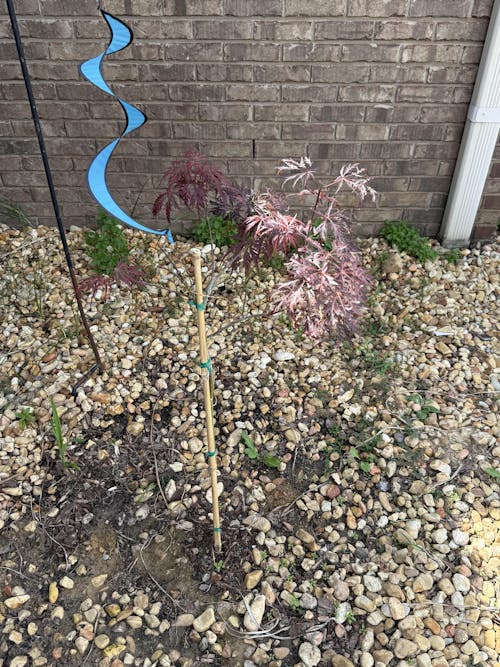 Inaba Shidare Japanese Maple