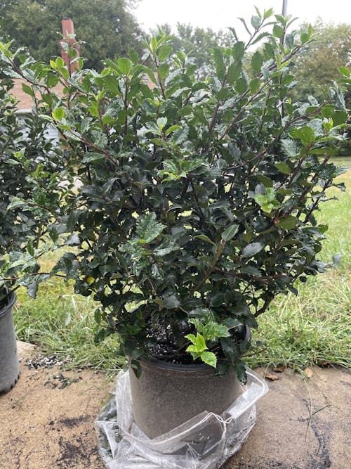 Blue Prince Holly