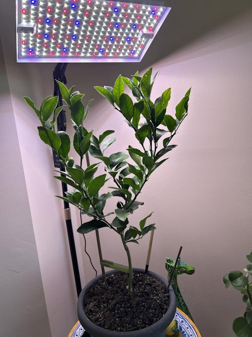Improved Dwarf Meyer Lemon Trees