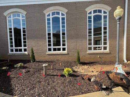 Full Speed A Hedge® Thin Man® Arborvitae